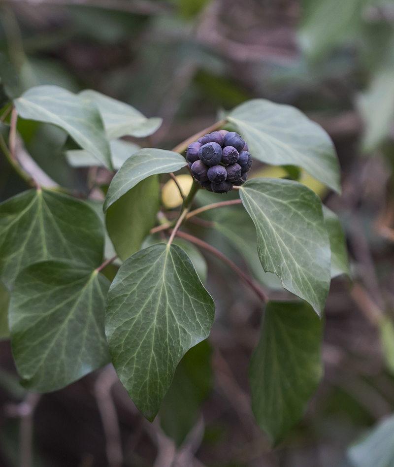 Изображение особи Hedera helix.
