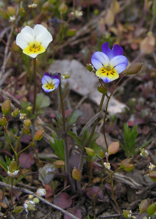 Image of Viola hymettia specimen.