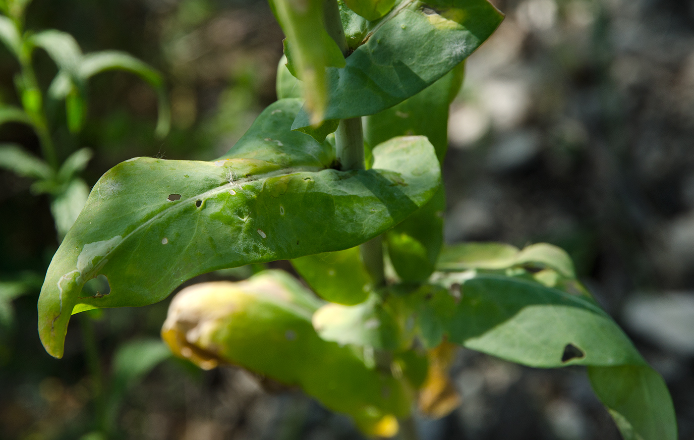 Image of Isatis tinctoria specimen.