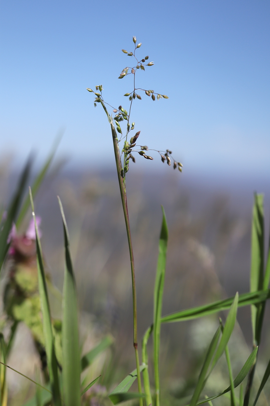Изображение особи Milium vernale.