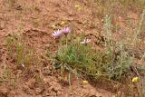 Tragopogon marginifolius