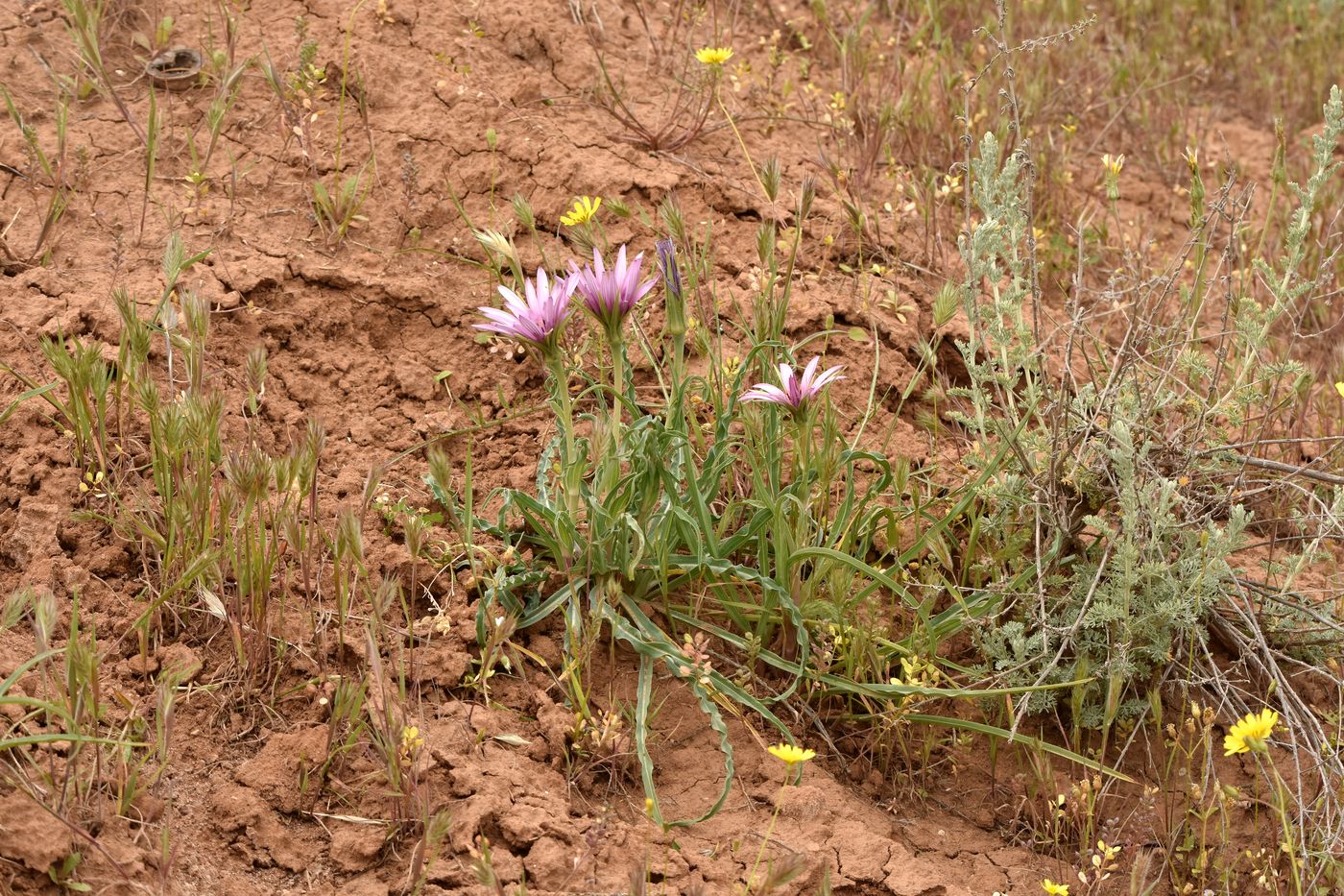 Image of Tragopogon marginifolius specimen.