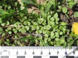 Aizopsis baicalensis. Проростки. Красноярский край, Ермаковский р-н, пос. Танзыбей, у фундамента здания. 17.05.2026.