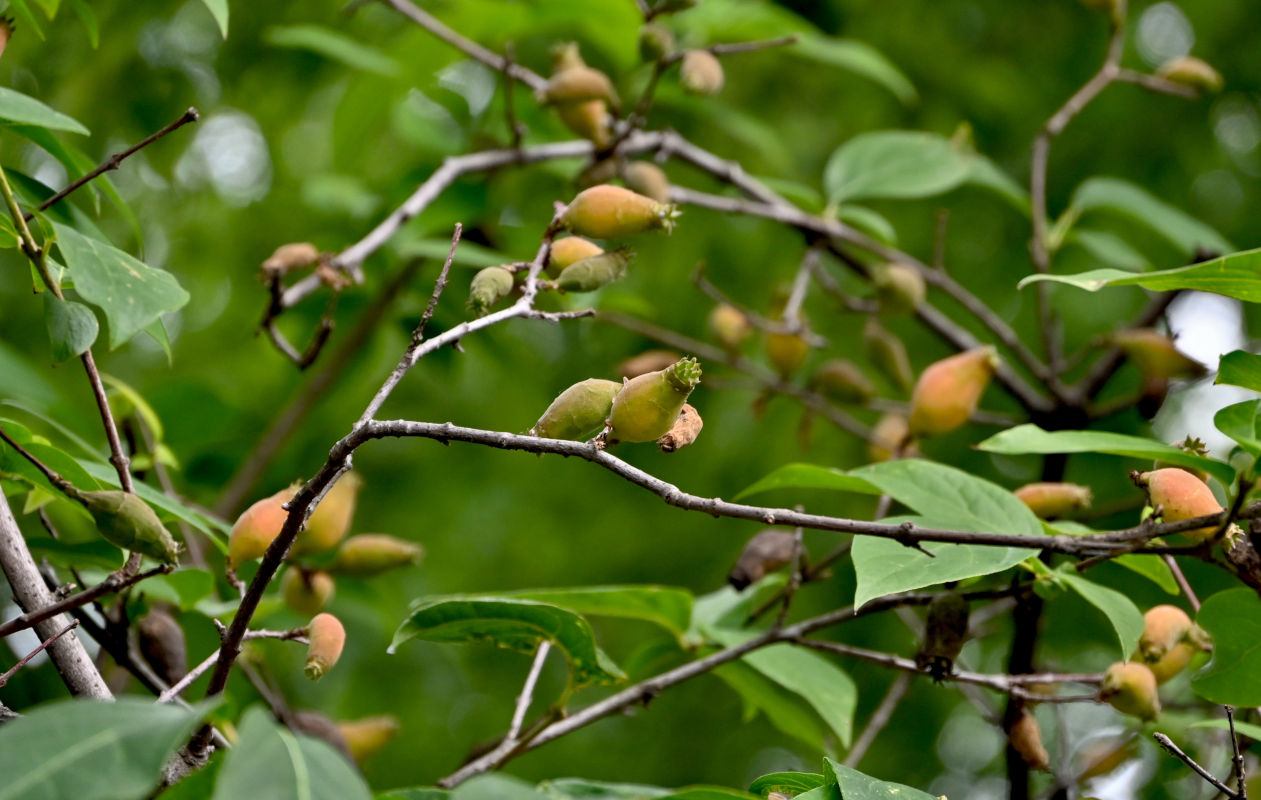 Image of Chimonanthus praecox specimen.