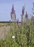 Lythrum salicaria. Верхушки цветущих растений. Испания, Каталония, пров. Жирона, комарка Баш Эмпорда, муниципалитет Пальс, залежь на рисовом чеке. 21.06.2026.