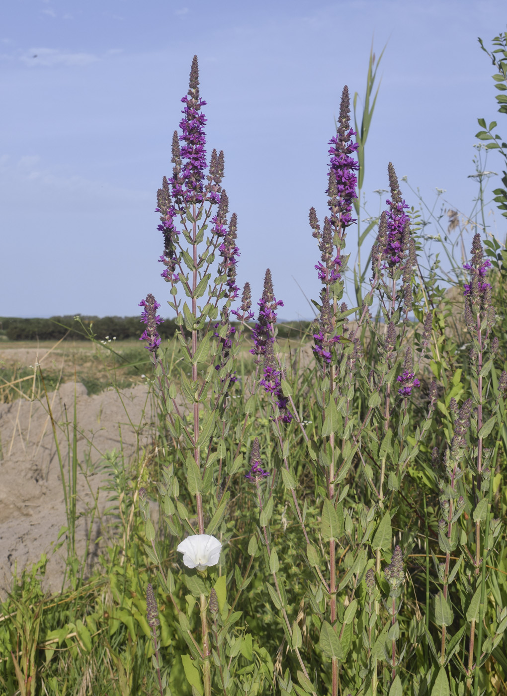 Изображение особи Lythrum salicaria.