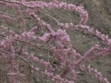 genus Tamarix