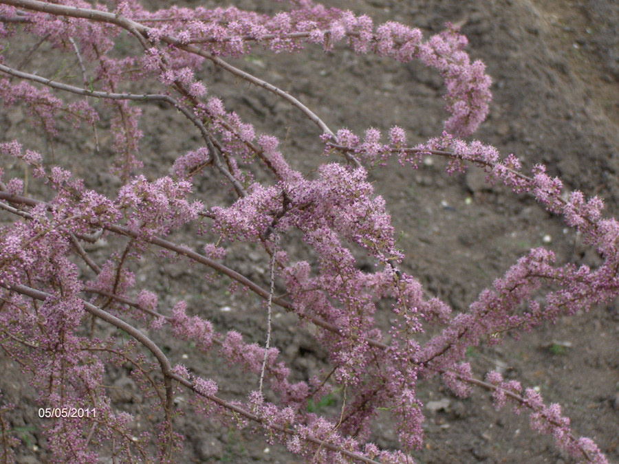 Image of genus Tamarix specimen.