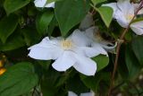 genus Clematis