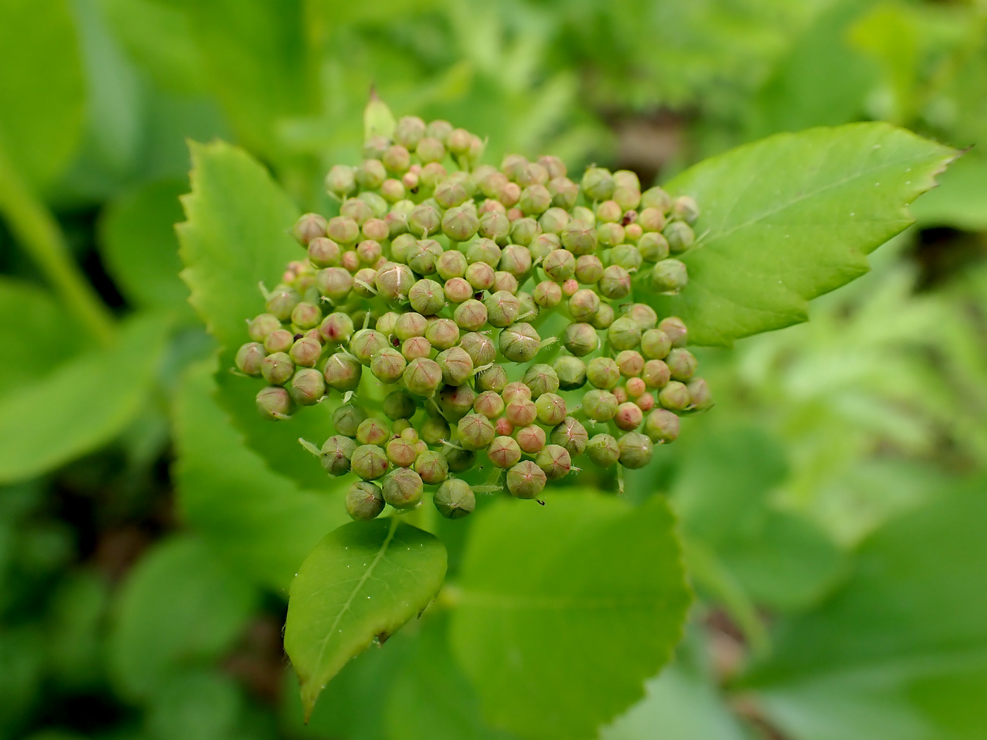 Image of Spiraea betulifolia specimen.