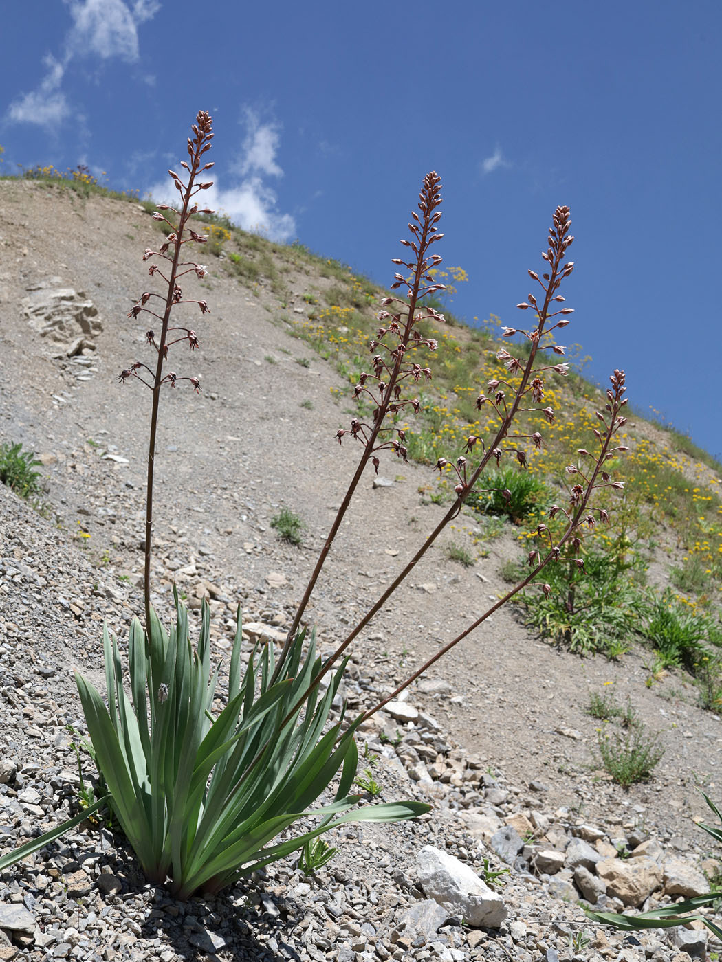 Image of genus Eremurus specimen.