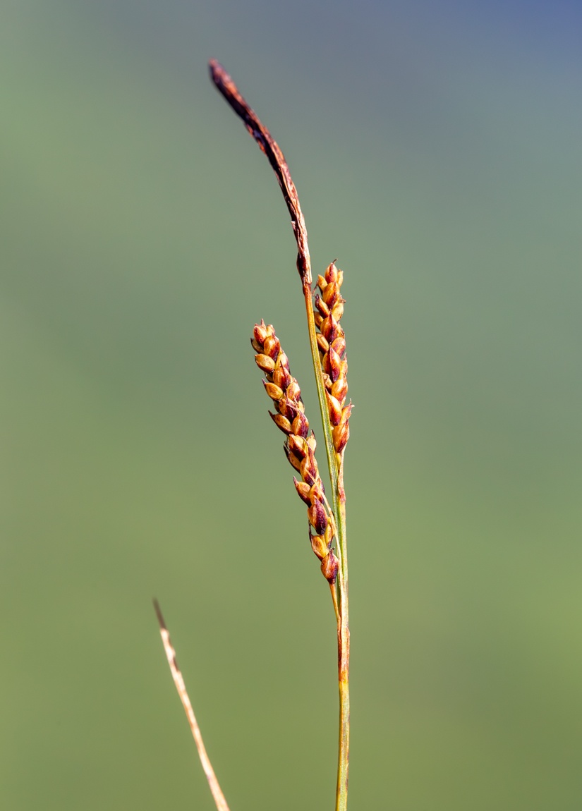 Изображение особи Carex rigidioides.