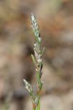 род Polygonum
