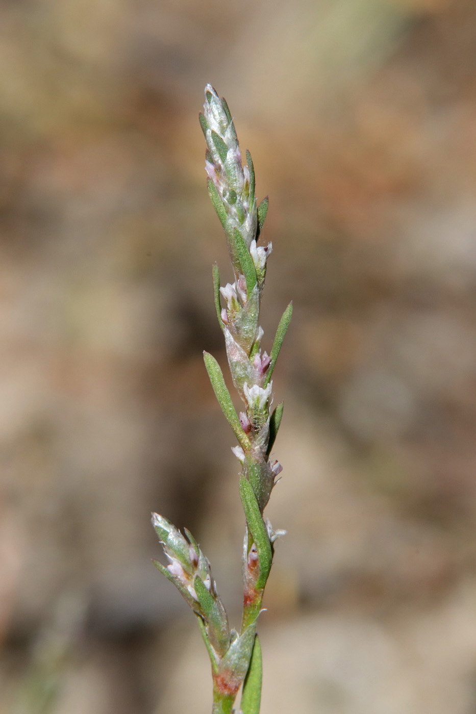 Изображение особи род Polygonum.