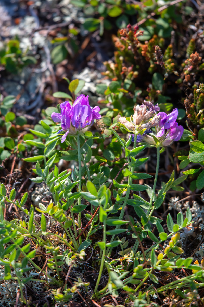 Изображение особи род Oxytropis.