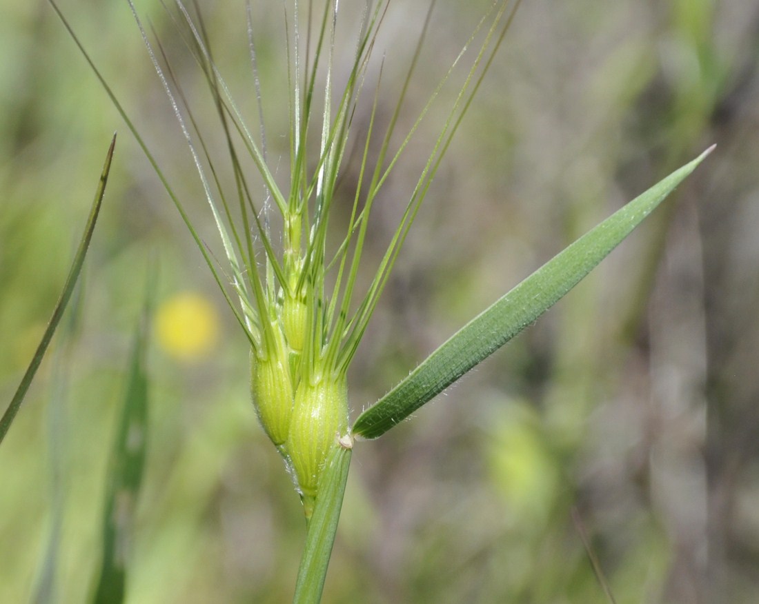 Изображение особи Aegilops geniculata.