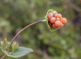 Lonicera implexa