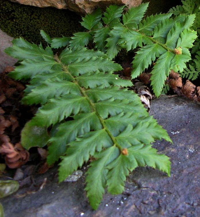 Изображение особи род Polystichum.