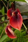 Erythrina crista-galli