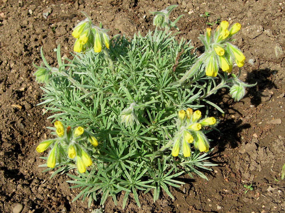 Изображение особи Onosma polyphylla.
