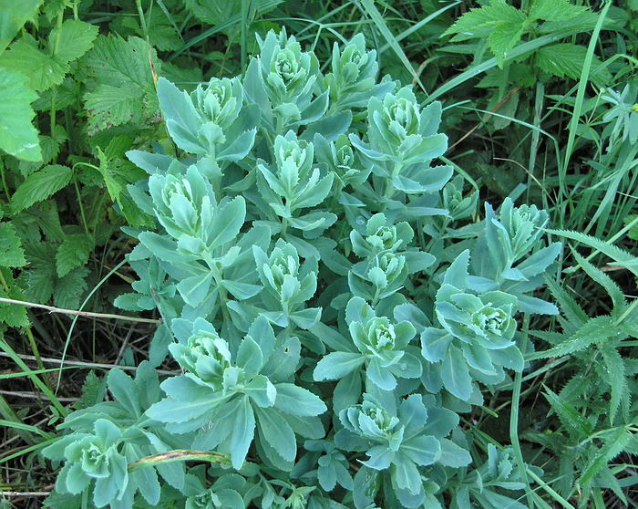 Image of Hylotelephium triphyllum specimen.