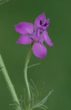 Delphinium ajacis