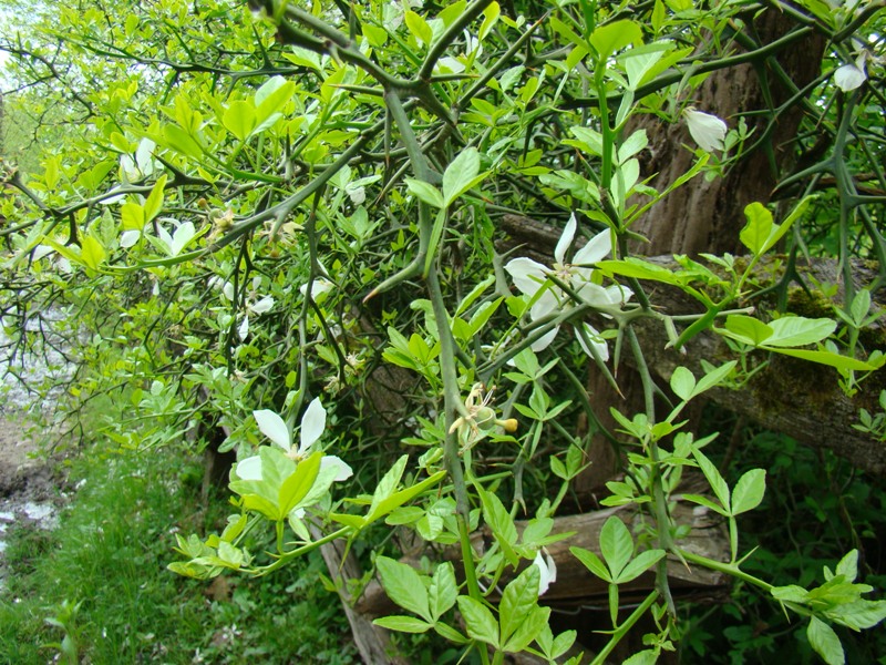 Image of Poncirus trifoliata specimen.