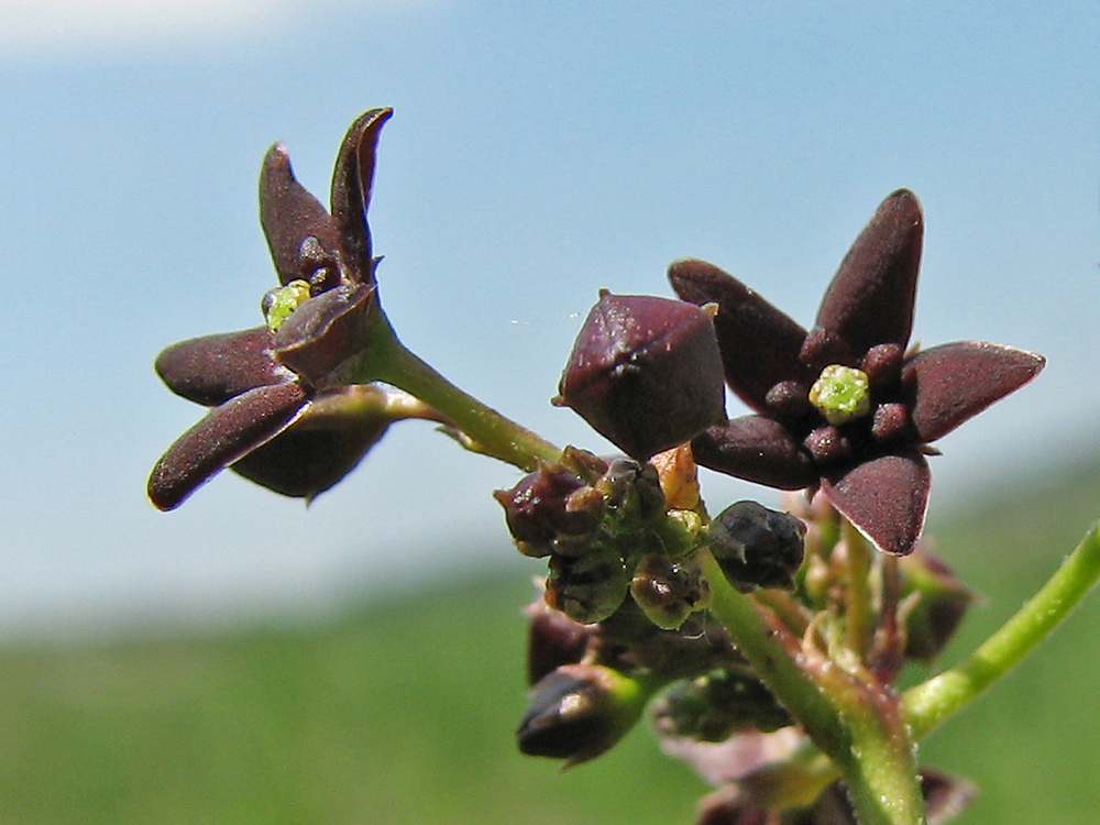 Image of Vincetoxicum donetzicum specimen.