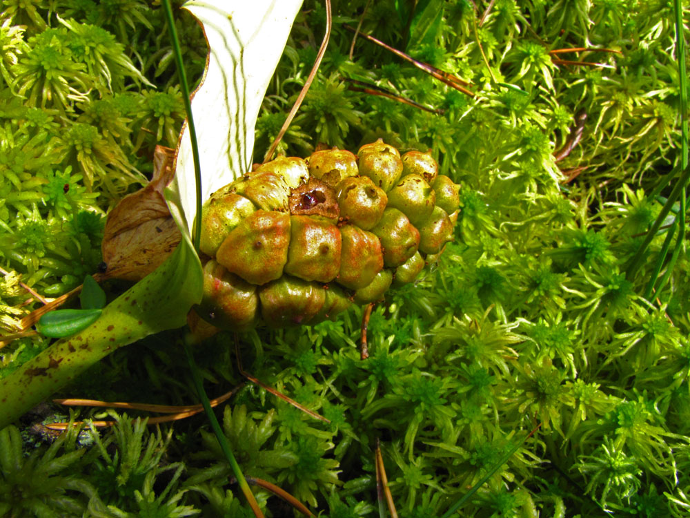 Image of Calla palustris specimen.