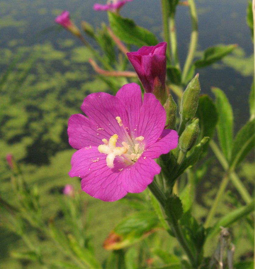 Image of Epilobium hirsutum specimen.