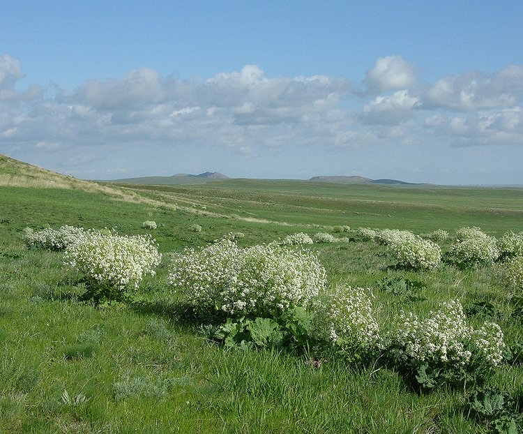 Image of Crambe kotschyana specimen.