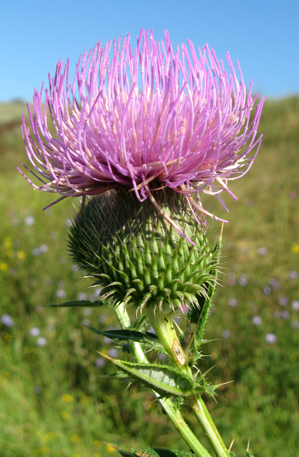 Image of Cirsium ukranicum specimen.