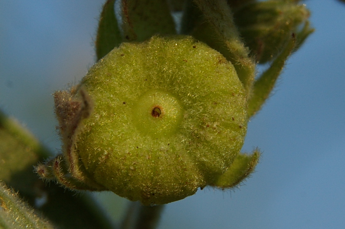 Изображение особи Althaea taurinensis.