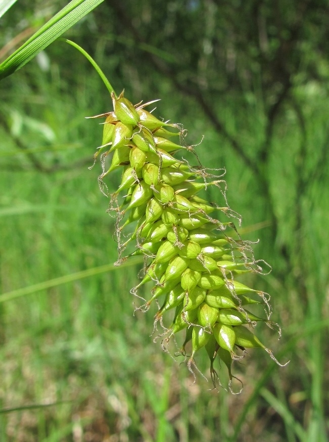 Изображение особи Carex vesicaria.