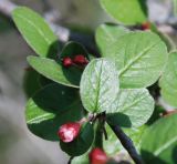 Cotoneaster tauricus. Верхушка побега с цветками. Крым, гора Чатыр-Даг (нижнее плато). 02.05.2011.