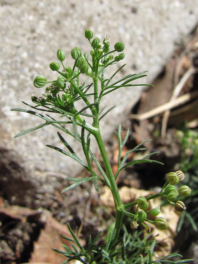 Image of Cyclospermum leptophyllum specimen.