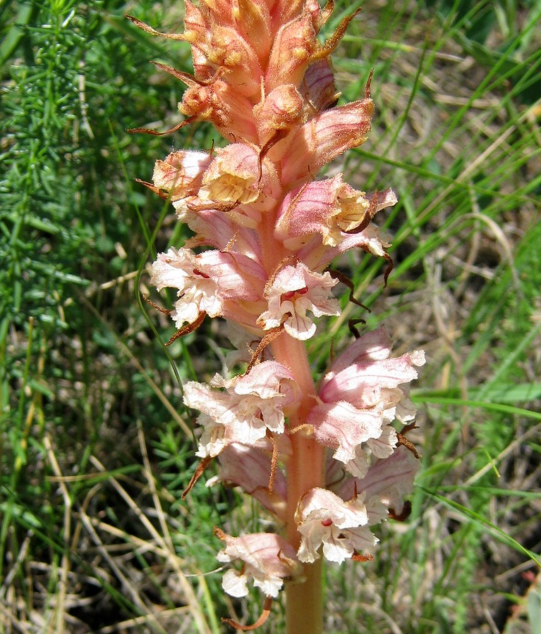 Image of Orobanche alba specimen.