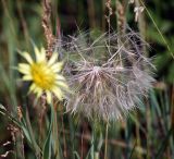 Tragopogon dubius подвид major. Соплодие. Воронежская обл., Павловский р-н, окр. с. Михайловка (Шипов лес). 17.06.2011.