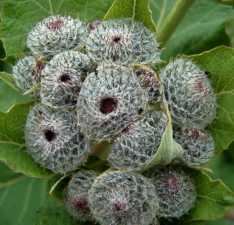 Изображение особи Arctium tomentosum.