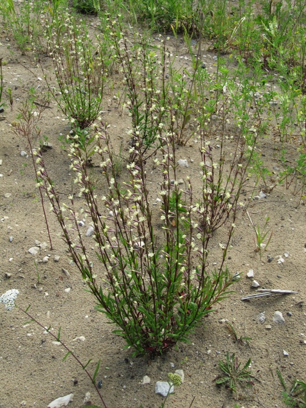 Изображение особи Silene tatarica.