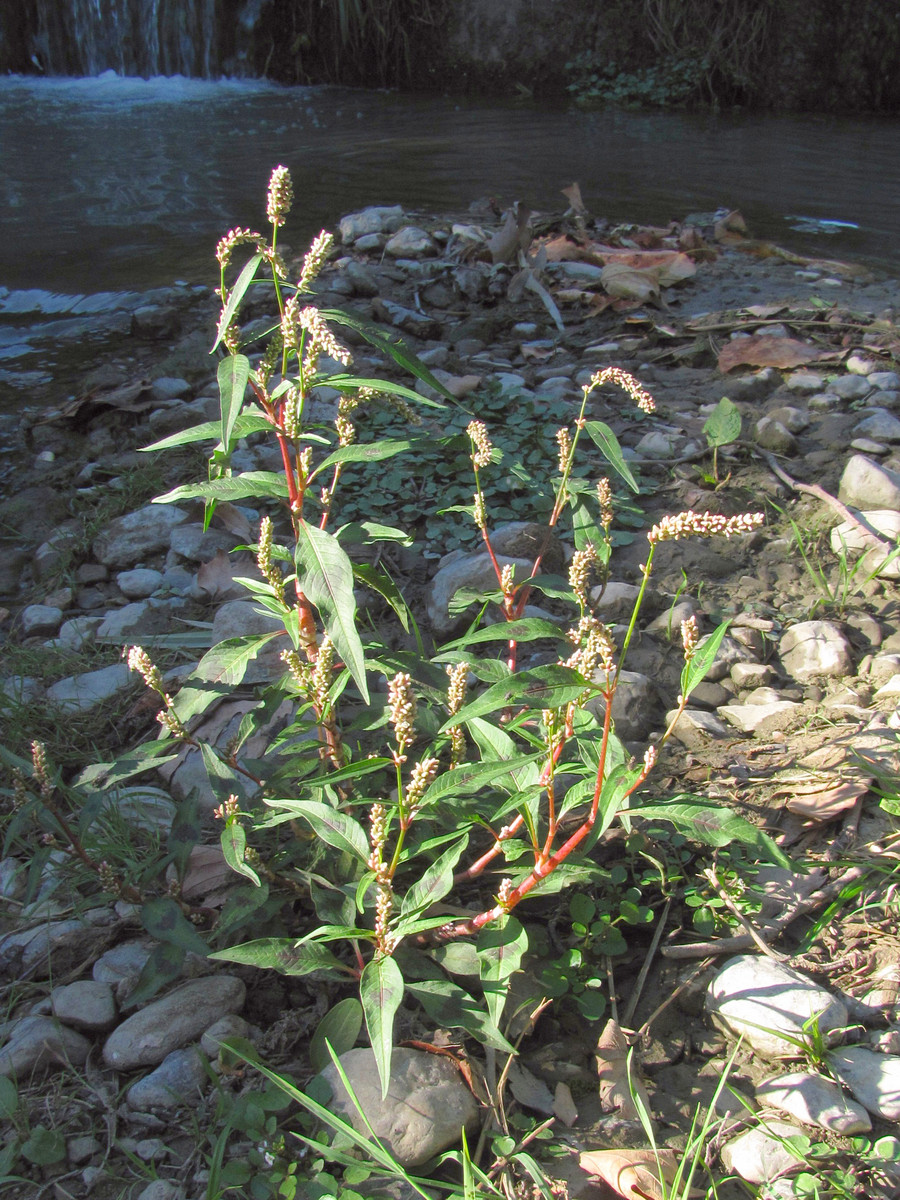 Изображение особи Persicaria lapathifolia.