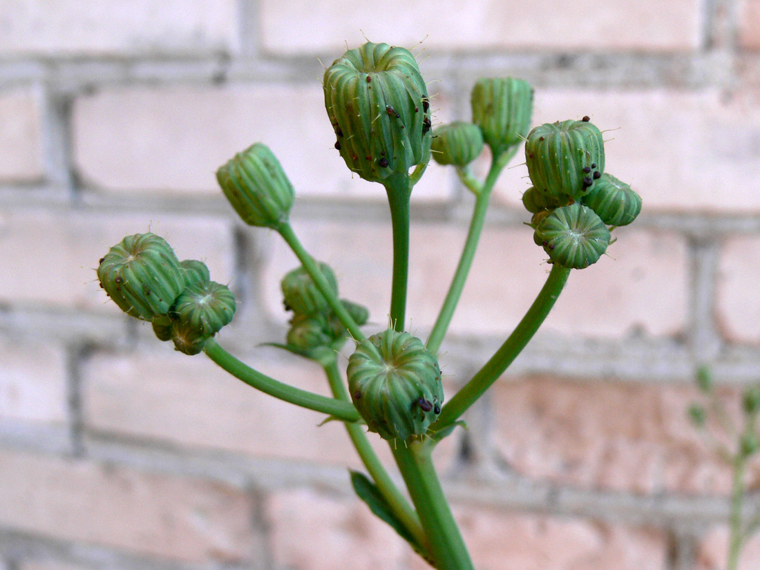 Изображение особи Sonchus arvensis.