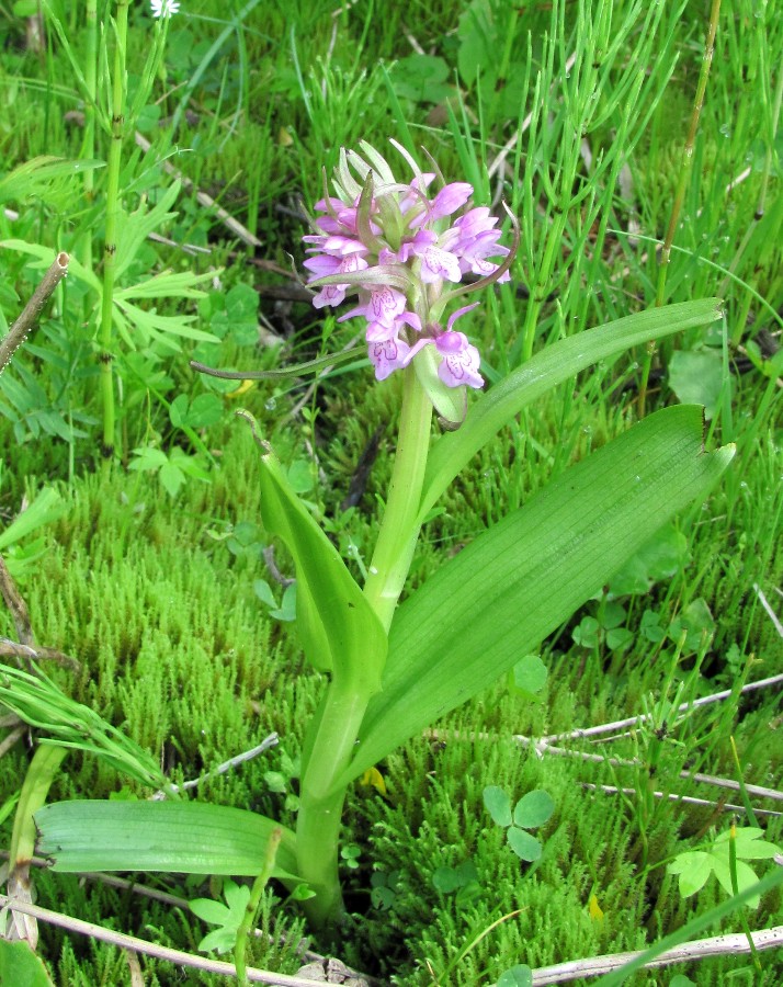 Изображение особи Dactylorhiza incarnata.