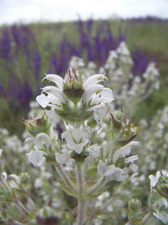 Изображение особи Salvia aethiopis.