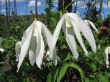 Atragene sibirica. Цветки. Иркутская обл., Бодайбинский р-н, седловина на водоразделе рек Имнях и Бол. Семикач, редколесная тайга. Июнь 2011 г.