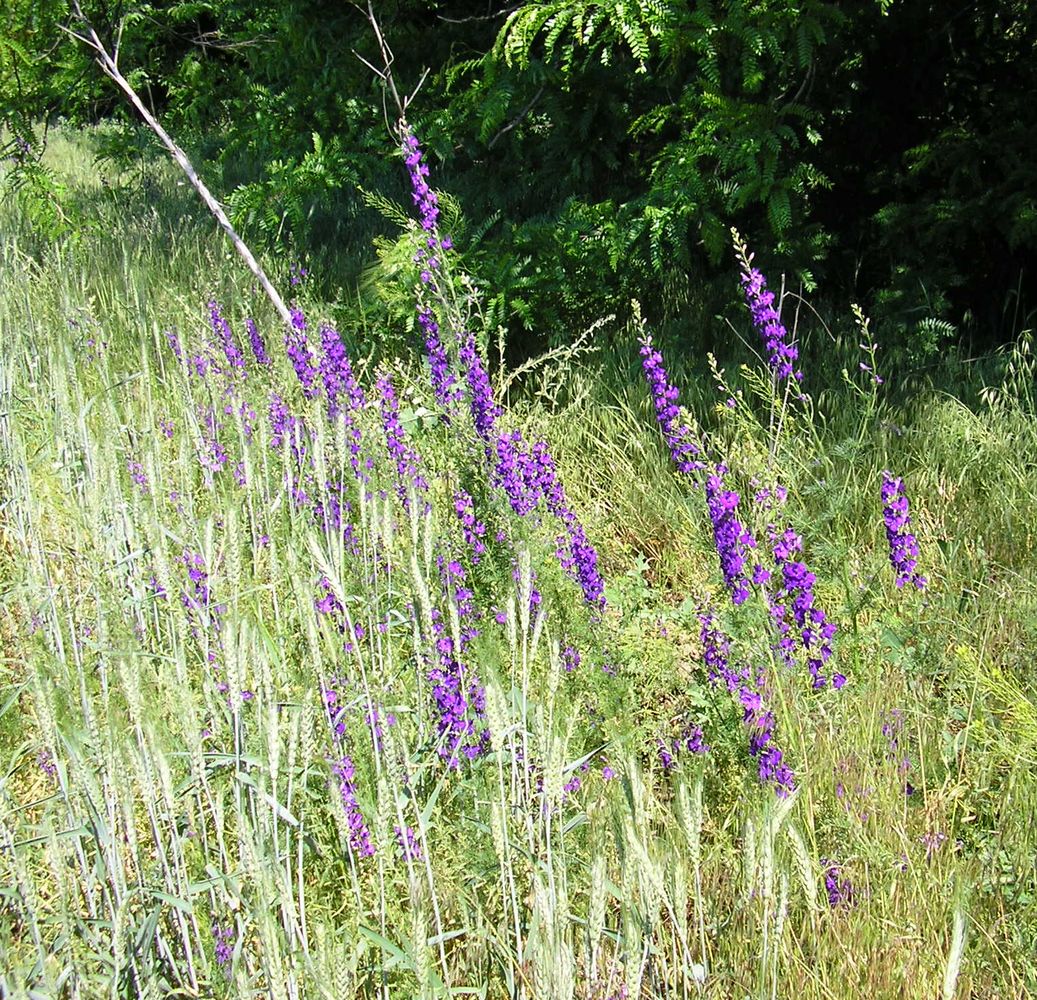 Изображение особи Delphinium hispanicum.