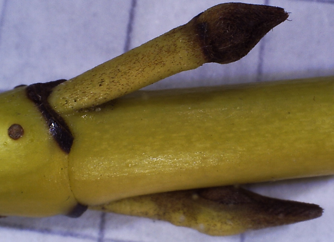 Image of Swida sericea specimen.