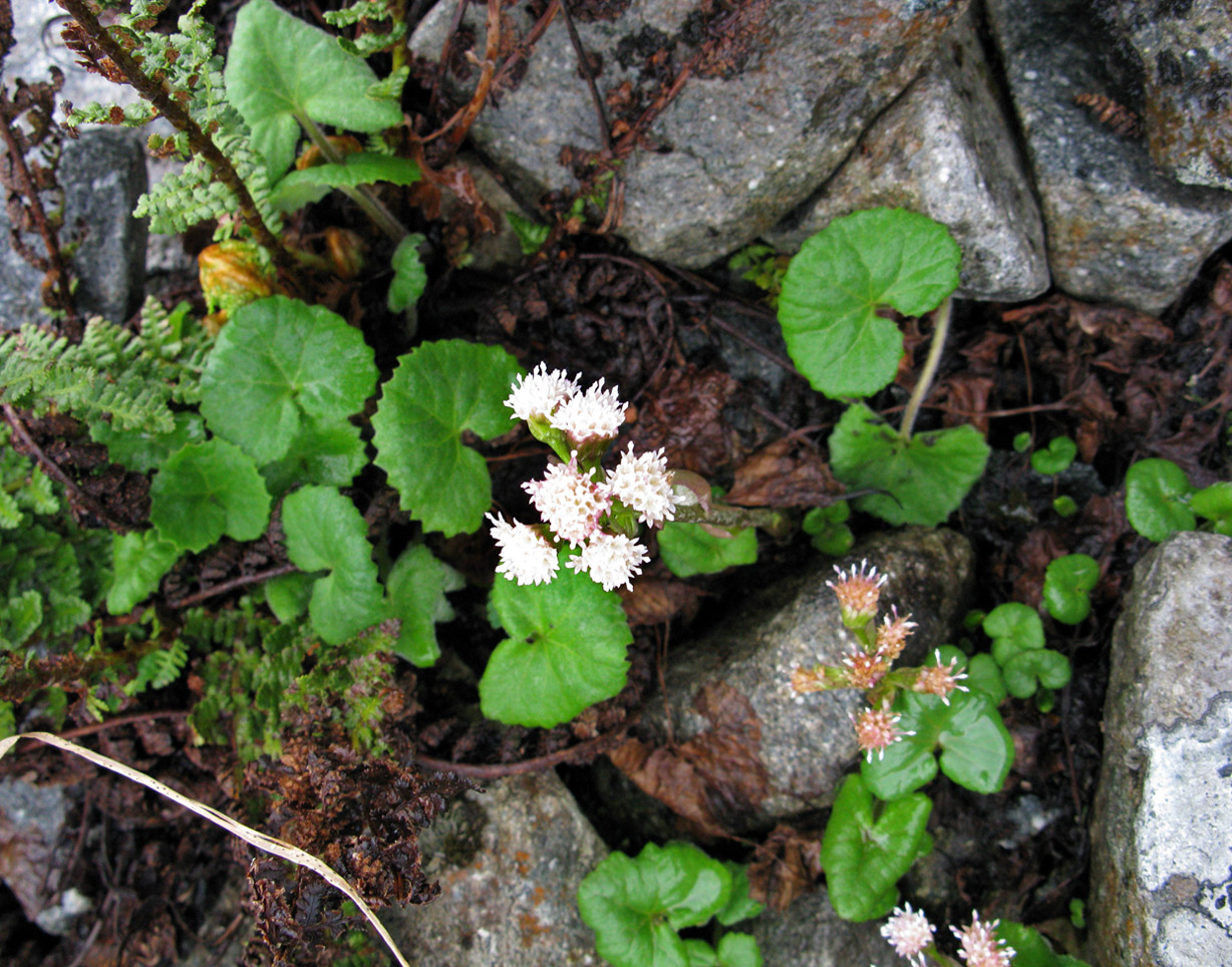 Изображение особи Petasites rubellus.