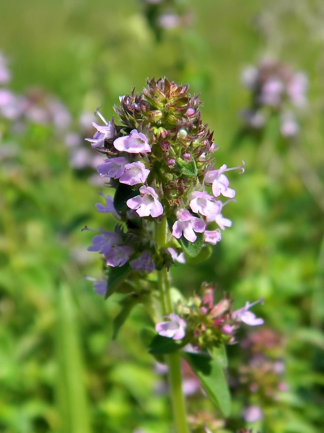 Изображение особи Thymus pulegioides.