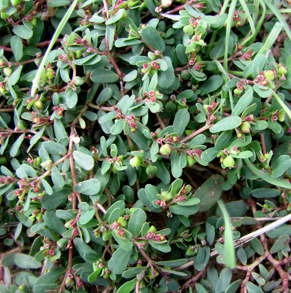 Image of Euphorbia humifusa specimen.